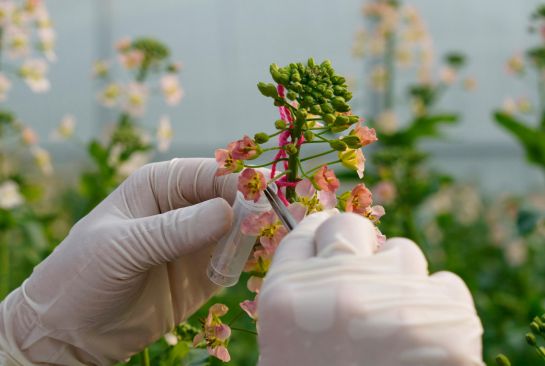 专家:生物育种成为战略高新技术;大北农:破解蛋白饲料紧缺难题