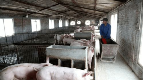 禁抗元年,特驱 八度一化 生物发酵饲料 双管齐下提升饲料品质